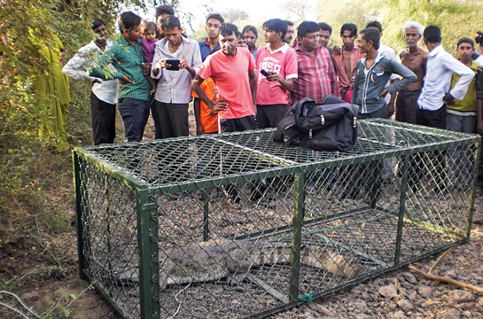 The muggers use canals to move from one village to another during the monsoon when their burrows inundate and in many instances, have to be captured and relocated.