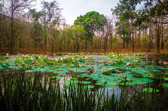 A beautiful watering hole near Cherchuan, the entry point to the Sunabeda Wildlife Sanctuary in Odisha.