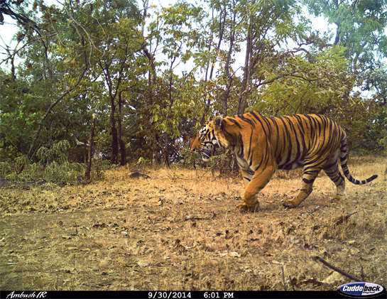 A camera trap captures one of Udanti-Sitanadi's tigers.