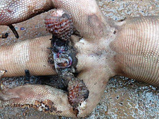 A dead monitor lizard with its bifurcated penis, also known as a hemipenis, still attached. Hatha jodi was confirmed to be a monitor lizard hemipenis after samples were submitted to the Centre for Cellular and Molecular Biology (CCMB) in Hyderabad.