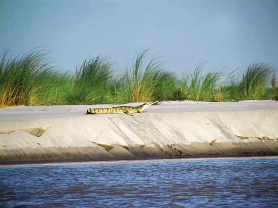 A gharial basks on the bank of the Gandak river. The Bihar State Forest Department has worked to revive gharial populations through the reintroduction of 30 captive-bred individuals, but the key is to ensure nesting safety along banks and to maintain watercourses such that the aquatic reptiles have a constant supply of fish.