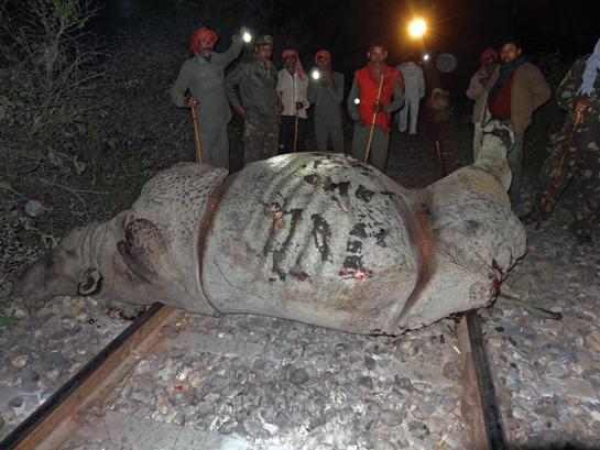 A rhino killed in 2013 by a train on the Bagaha-Chitauni railway line in the Madanpur Range. Linear alignments such as railway lines, roads and canals need to bypass biodiverse hotspots.