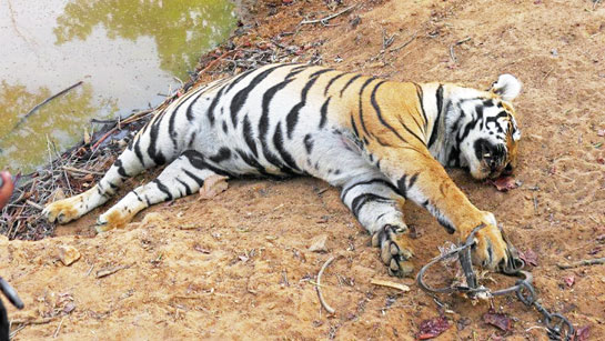 A tiger killed by a jaw trap in the Tadoba-Andhari Tiger Reserve, Maharashtra. The Pardhis and Bawarias prefer the use of jaw traps or khadkas to trap tigers over poison or guns.