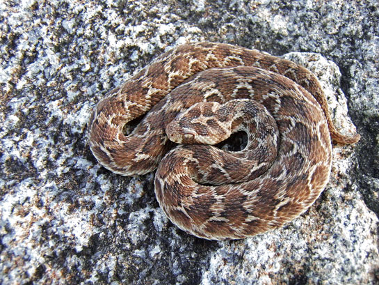 The smallest of India's &acirc;big four' venomous snakes, the saw-scaled viper, is little but lethal! When threatened, it coils its body and rubs its rough scales producing a &acirc;sawing' sound as a warning before striking swiftly.