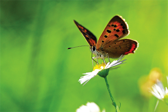 Common copper