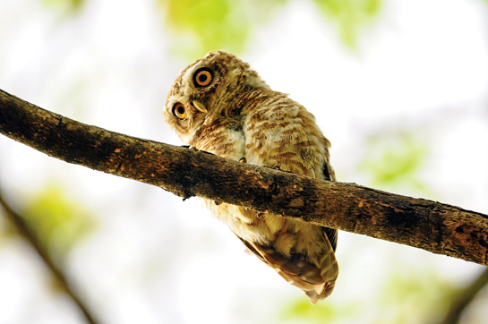 Spotted Owlet