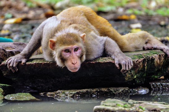 Rhesus macaque