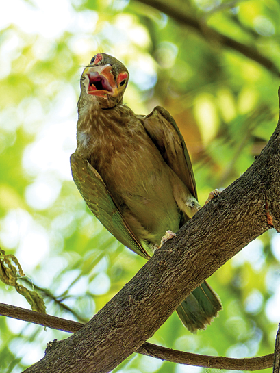 Brown-headed Barbet Brown-headed Barbet