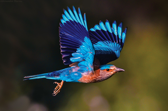 Indian Roller