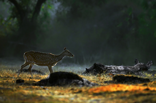 Ubiquitous species such as chital are often ignored by visitors who seek more charismatic species like the tiger. A visit to Nagarahole and Bandipur to cover a Wildlife Crime Prevention Training exercise brought home this point to the author.