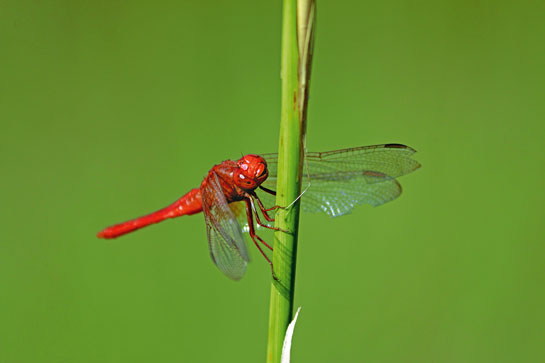 Scarlet skimmer