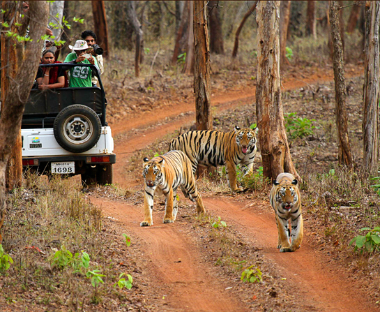 Surveillance cameras will help in better tracking and patrolling in this 622.87 sq. km. expanse of the Tadoba-Andhari Tiger Reserve.