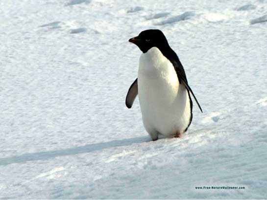 The Adelie Penguin