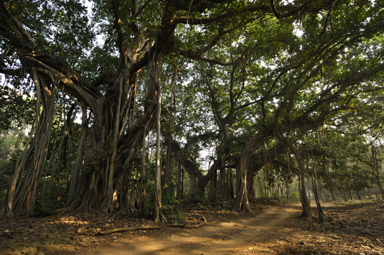 Forests such as the Ranthambhore Tiger Reserve, are the very foundation of our ecological civilisation. The Supreme Court decision is an opportunity to dig deeper and understand the complexity of the implementation of the Forest Rights Act.