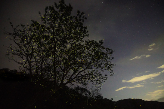A tree full of fireflies glows against a dark night sky.