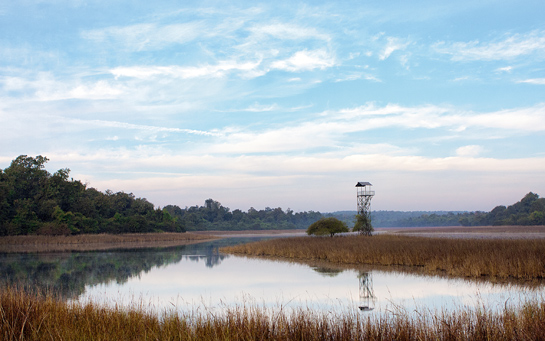 Most people lose out on the real pleasures of destinations such as Tadoba by hanging their &acirc;must see' hopes only on the tiger. This park is a miraculous wilderness that has everything to offer those seeking to escape the cacophony of urban life.