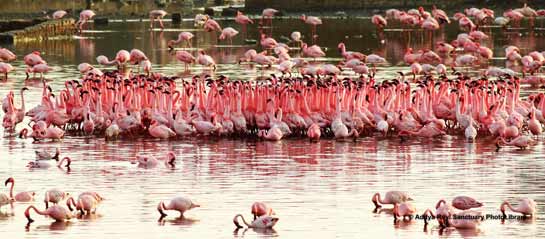 Lesser Flamingos