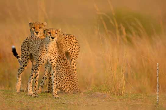 Cheetah cubs stay with their mother for almost two years after birth.