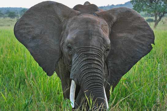 Elephants are one among the &acirc;Big Five' in the Masai Mara.