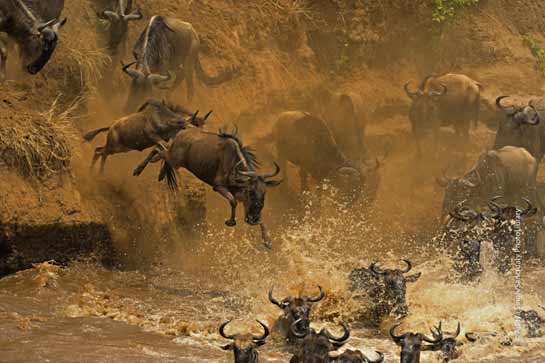 Many wildebeest die of drowning and trampling during a river crossing.