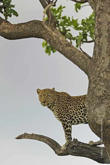 A leopard surveys the grasslands.