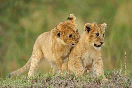 Two lion cubs in a playful mood.