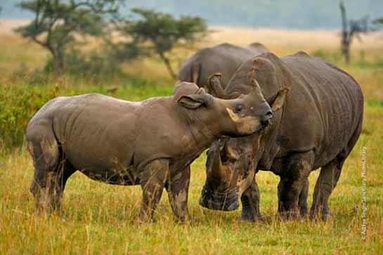 The Mara is also home to the indigenous black rhinos.