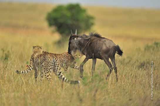 Two cheetahs try to bring down a wildebeest.