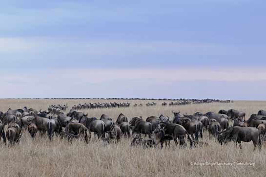 The annual migration sees more than a million wildebeest cross over from Tanzania to the Masai Mara.