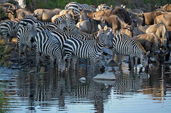 Zebras and wildebeest often share space in the Mara.