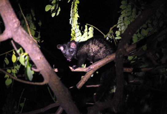 Palm civet
