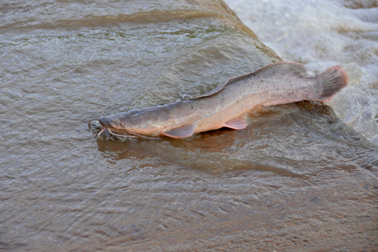 African Catfish Clarias gariepinus (for representational purposes only)
