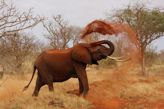 Tens of thousands of elephants are being killed every year for their ivory tusks.