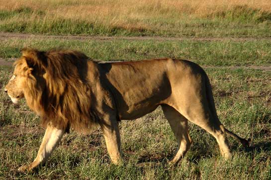 Because there are so many ungulate (hooved) prey in Ngorongoro, there is also a healthy population of lions.