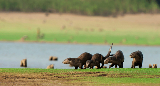 A bevy of otters go about their day on the shores of the Kabini river in Karnataka.