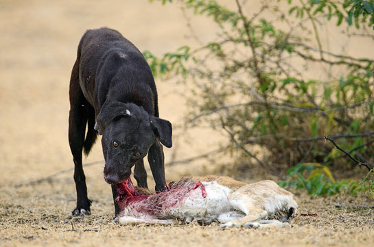 Though the domestication process made dogs smaller than wolves, they have by no means lost their hunting instincts when they turn feral, as seen in this image taken at the Tal Chhapar Sanctuary in Rajasthan.