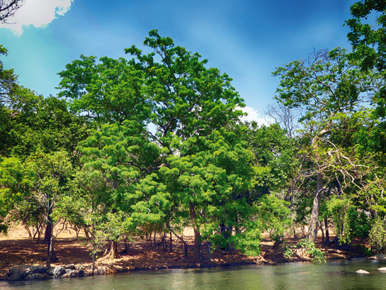 The Madhuca longifolia on the bank of the Moyar river sprouting lush green leaves.