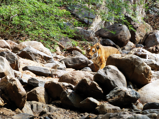 The tiger observed and photographed by the author on March 14, 2016, in the Moyar valley.