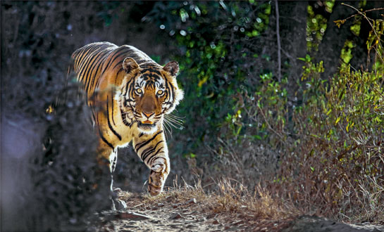 The tiger T-91 aka Alphonso from Ranthambhore.