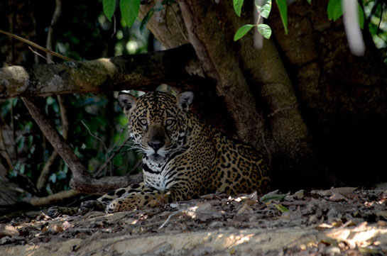 A handsome jaguar the author sighted in the Pantanal.