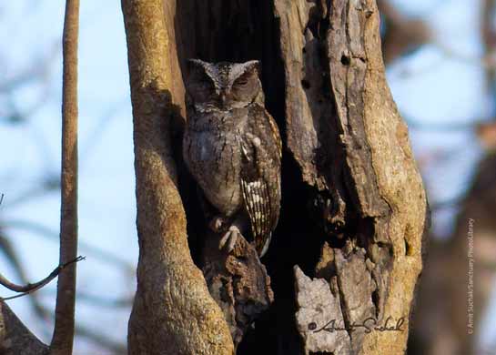 Indian Scops - owl Otus bakkamoena