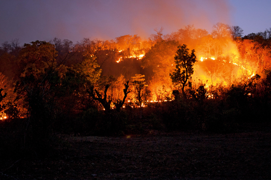 Another major risk to wildlife in Tadoba is forest fires often sparked by villagers seeking to clear the undergrowth and stimulate the regeneration of grass for their cattle. A particularly catastrophic fire raged through Pandharpauni in 2013, ravaging the forest and claiming the lives of three sub-adult tiger cubs.