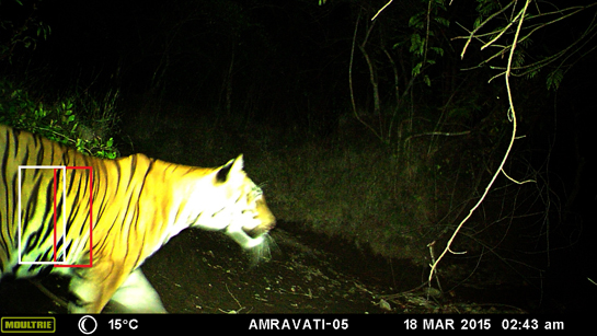 The stripe pattern of the tigress captured on camera-trap in Amravati match those of the cub photographed in Bor, thus confirming her identity.