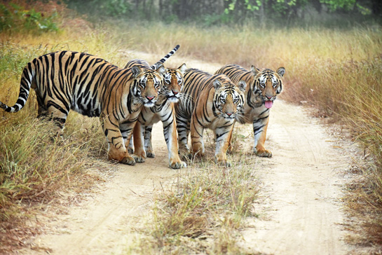 Umred-Karhandla's legendary tigers Chandi and Jai's four cubs are now ready to disperse in search of newer territories. The sanctuary is now one of the major tiger source populations for the greater Tadoba landscape.