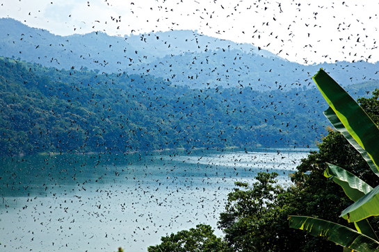 Thousands of Amur Falcons fill the skies near the Doyang reservoir and Pangti village each year in October. Some suggest this is the largest congregation of the species anywhere in the world.