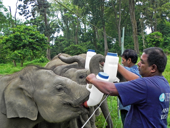 Animal keepers Hemakanta Nath (front) and Bogi Ram (back) bottle-feed the older elephant calves at CWRC.