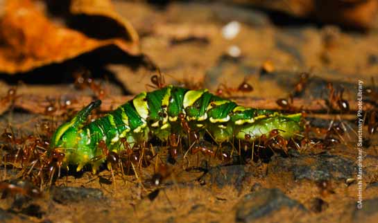 Ants (Family Formicidae)