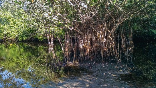 Mangroves are tough, vital ecosystems, which harbour incredible floral and faunal biodiversity.