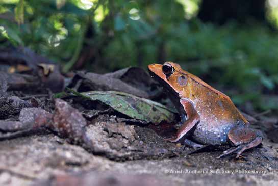 Bi-coloured Frog