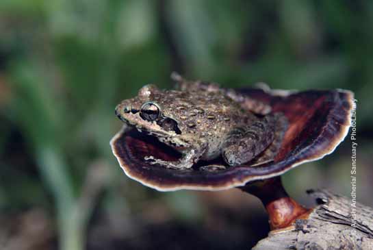 Beddome's Leaping Frog